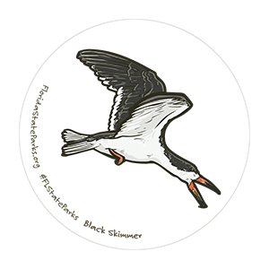 Black skimmer illustration